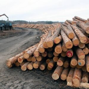 Kiefer - Stammholz - LKW-Ladung (25 - 100 RM)